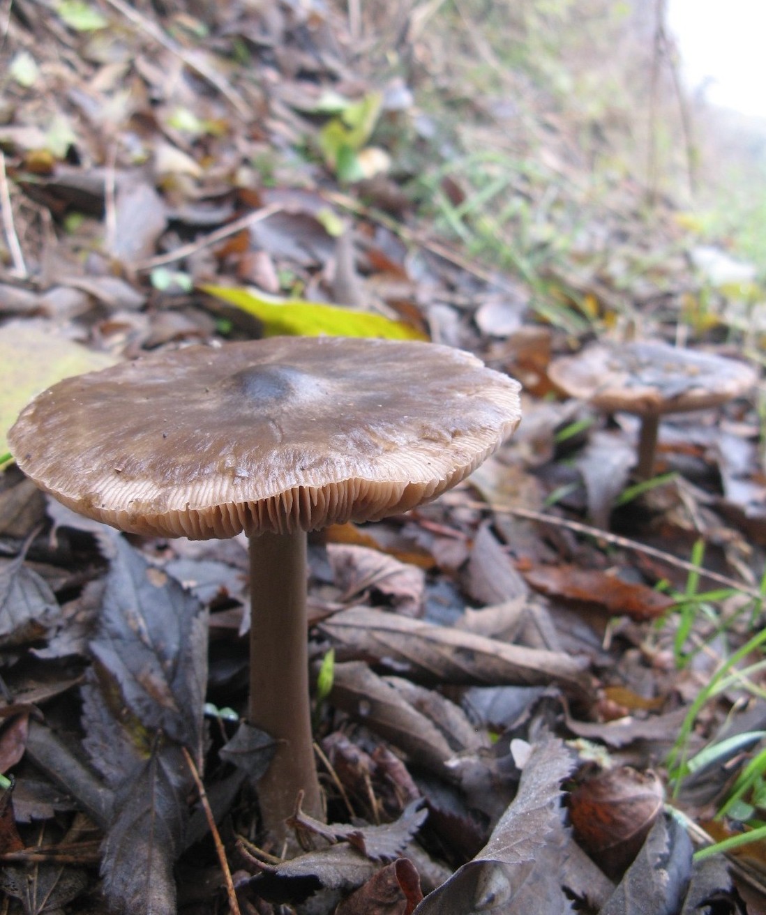 funghi invernali